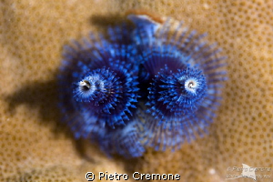 Blue worm by Pietro Cremone 